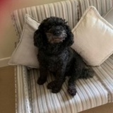 Entry image for Charliegirl