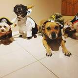 Entry image for The 4 Muskateers