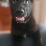 Entry image for Kunai