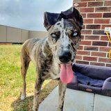 Entry image for Luna 