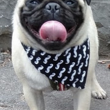 Entry image for Fonzie 