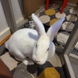 Entry image for Astro