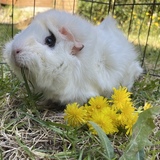 Entry image for Lady