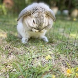 Entry image for Twilight