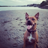 Entry image for Taco