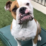 Entry image for Nelson