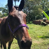 Entry image for Mousey 