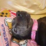 Entry image for Ally