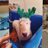 Entry image for Buddy 