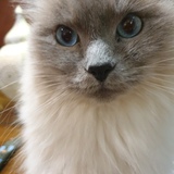 Entry image for Flip