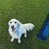 Entry image for Ciri