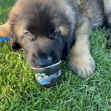 Entry image for Ziggy