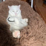 Entry image for Rambo 