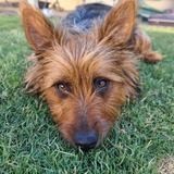 Entry image for Middy