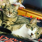 Entry image for Dusty and Daisy 