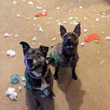 Entry image for Billy and Callie