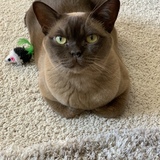 Entry image for Moana