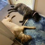 Entry image for Coco and ruby