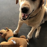 Entry image for Beau