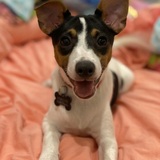 Entry image for Apache