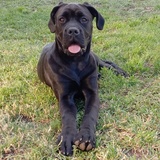 Entry image for Penny