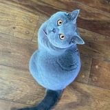 Entry image for Indigo Rey