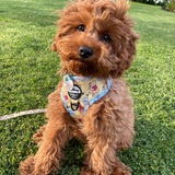 Entry image for Henry 