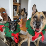 Entry image for Zara, Bojar and Buddy