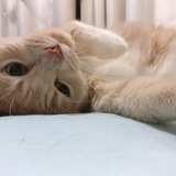 Entry image for Tora