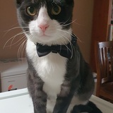 Entry image for Oreo