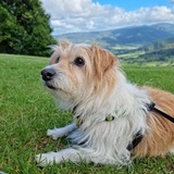 Entry image for Monty