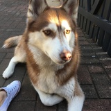 Entry image for Rocky