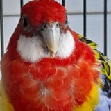 Entry image for Franko aka Franky