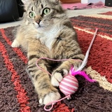 Entry image for Sadie