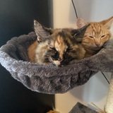 Entry image for Leia and Luke