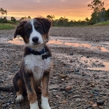 Entry image for Skipper