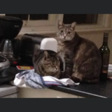 Entry image for Cozette and Monsieur 