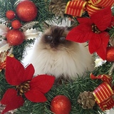 Entry image for Blue