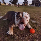 Entry image for Disco