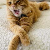 Entry image for Aslan