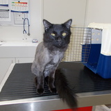 Entry image for Ramessees