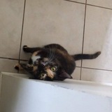 Entry image for Millie