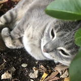 Entry image for Edith