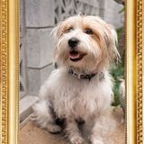 Entry image for Dorothy Dotti Dot Dawg Shaw