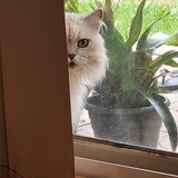 Entry image for Bella