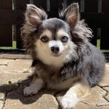 Entry image for Izzy