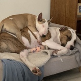 Entry image for Koby and Tia