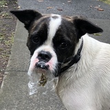 Entry image for Frankie