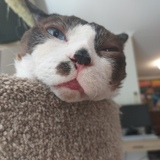 Entry image for Poseidon