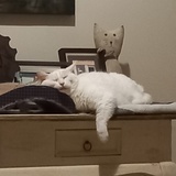 Entry image for Cookie